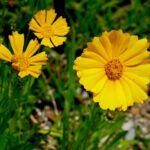 Lance-leaved coreopsis